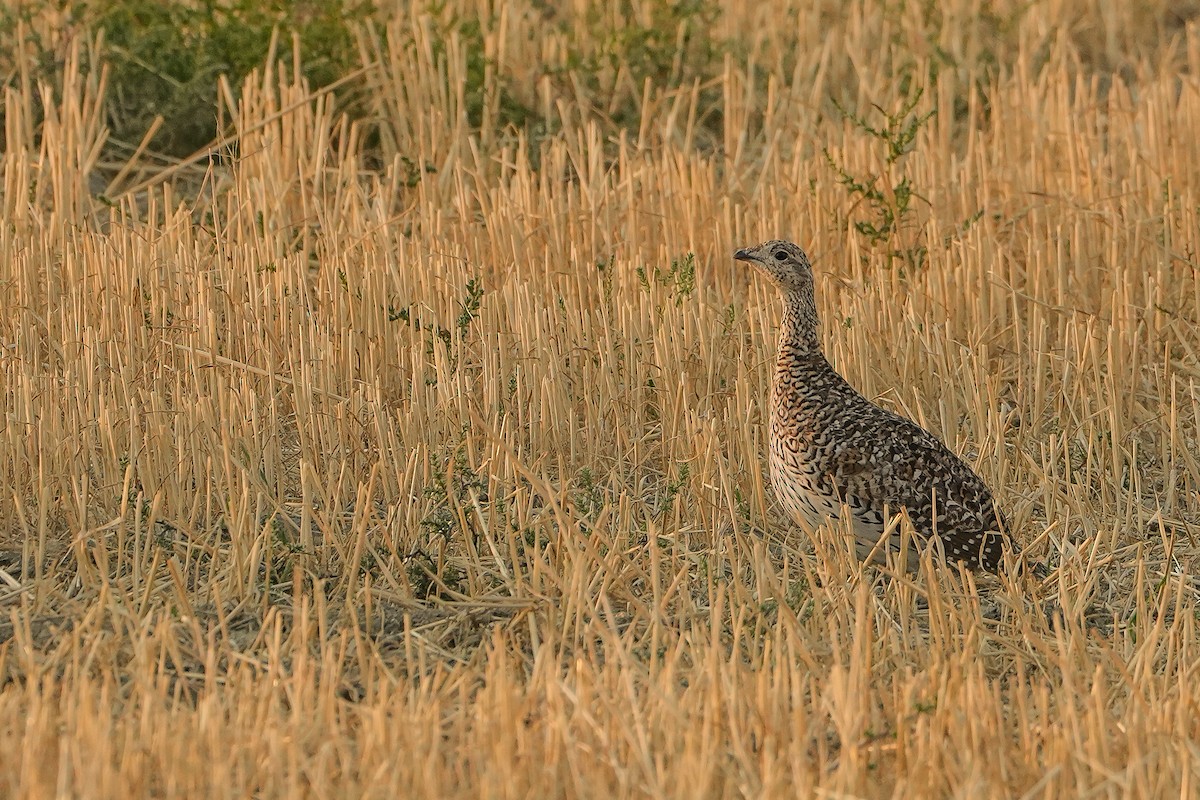 Sharp-tailed Grouse - Tyler Sladen