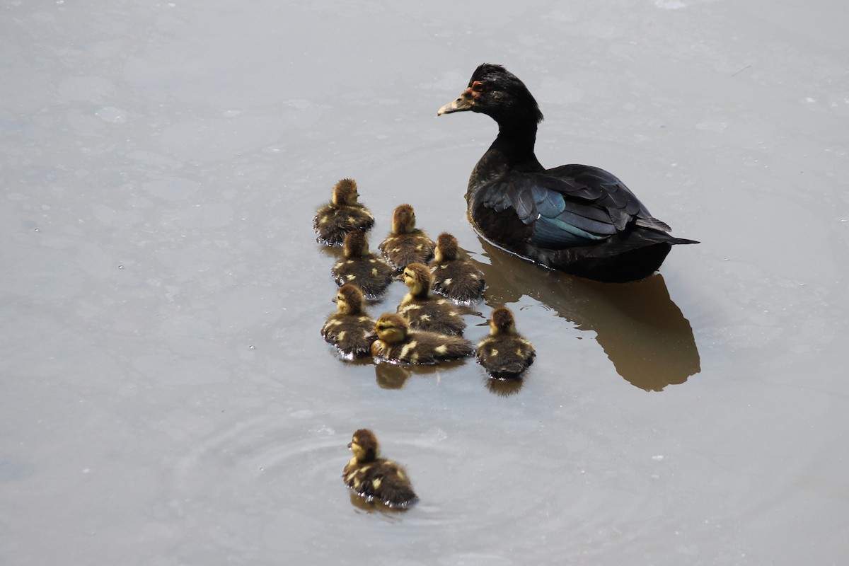 Muscovy Duck - ML623554914