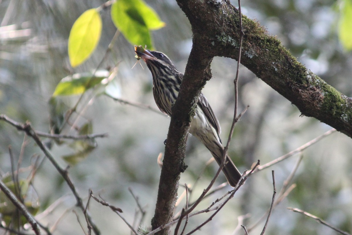 Streaked Flycatcher - ML623554917