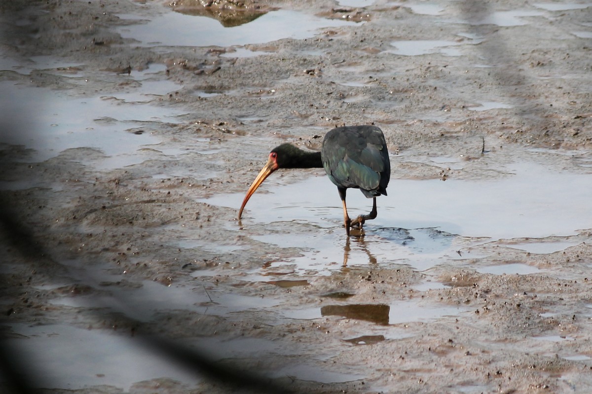 Bare-faced Ibis - ML623554924