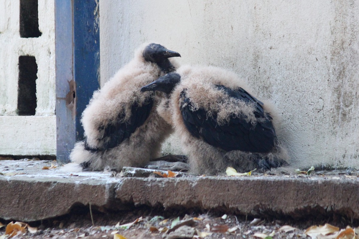 Black Vulture - ML623554931