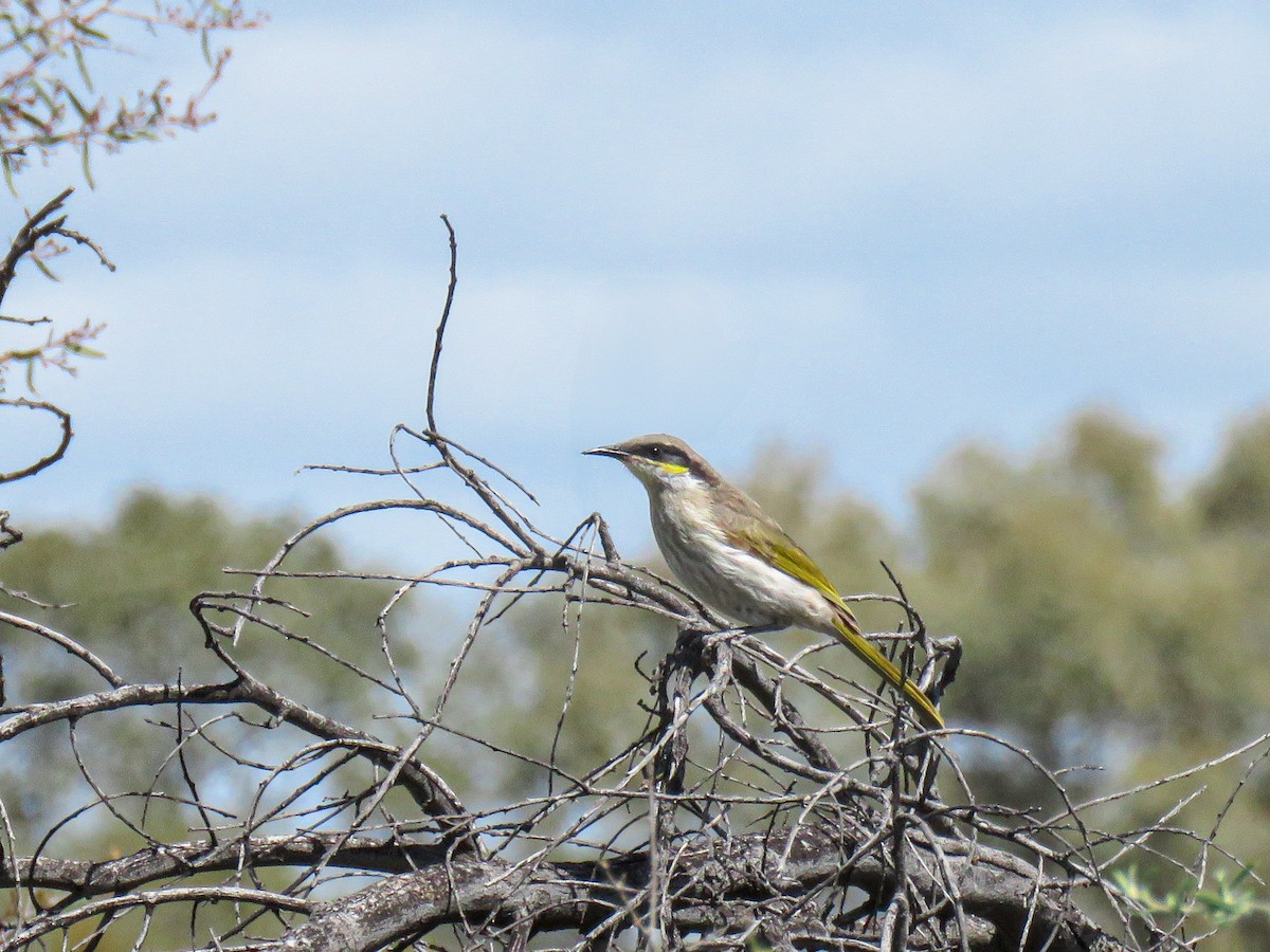 Singing Honeyeater - ML623554961