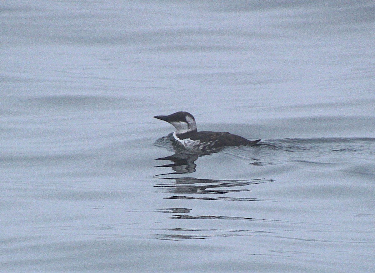 Common Murre - Stephen Price