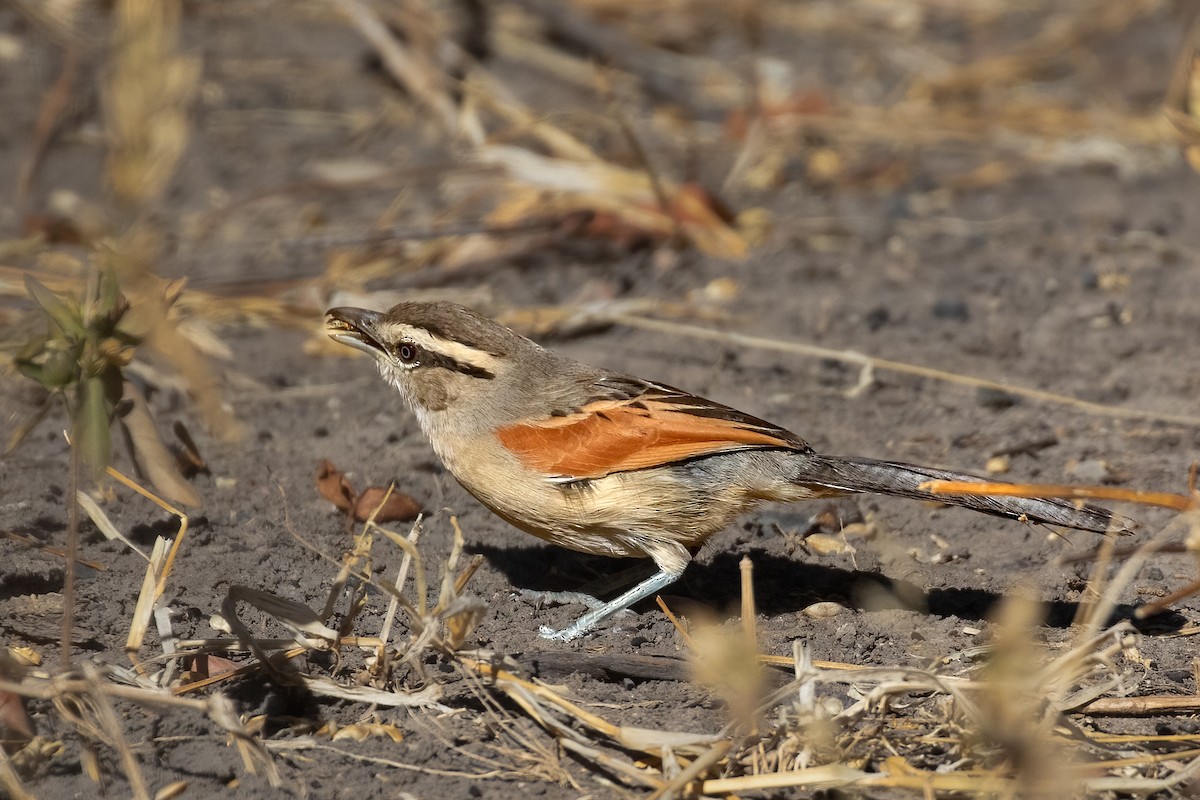 Brown-crowned Tchagra - ML623554979