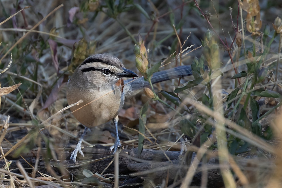 Brown-crowned Tchagra - ML623554980