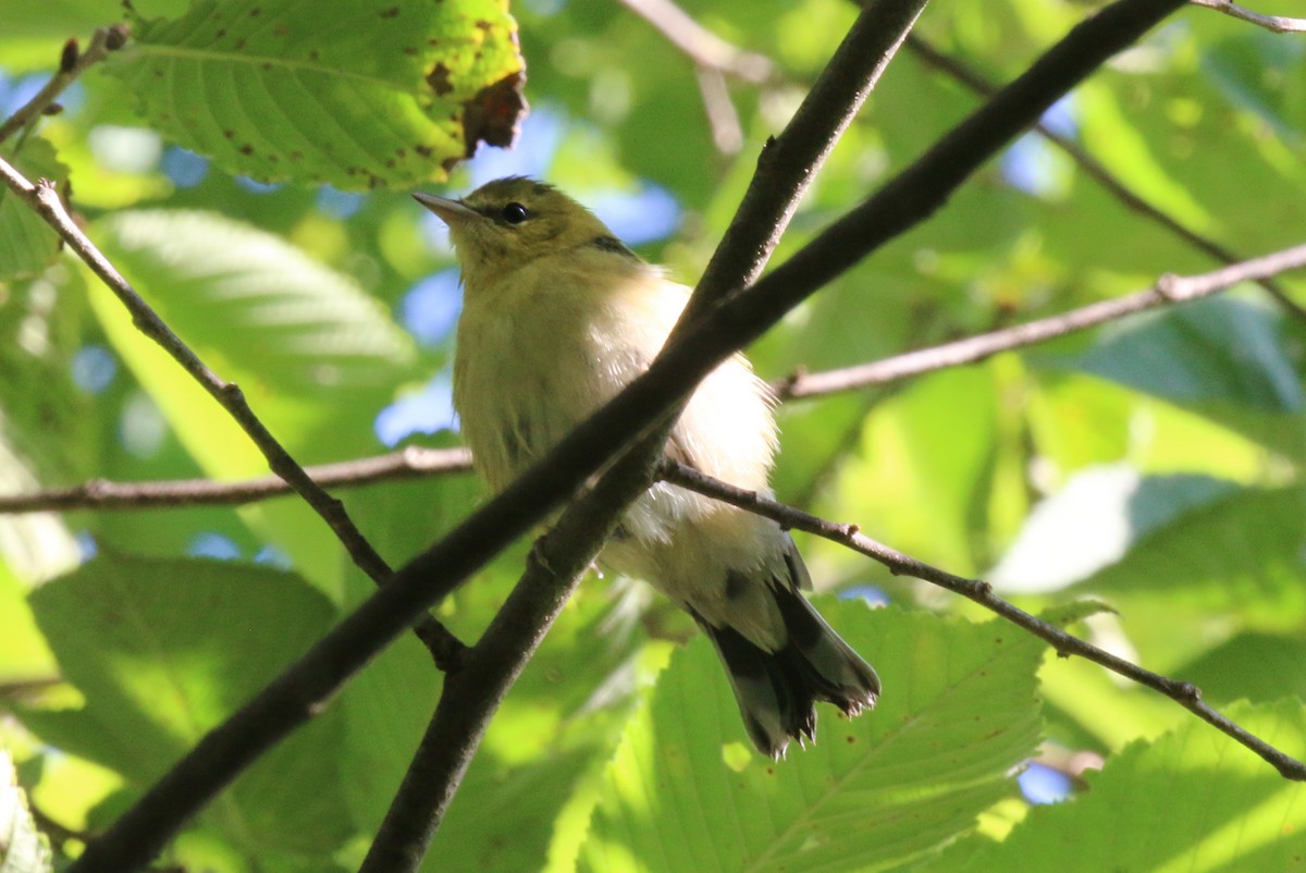 Bay-breasted Warbler - ML623555049