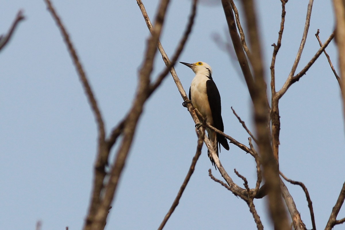 White Woodpecker - ML623555051