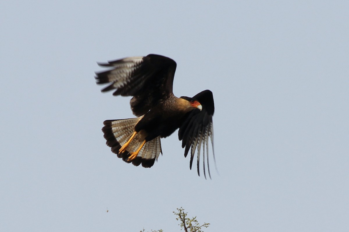 Crested Caracara - ML623555052