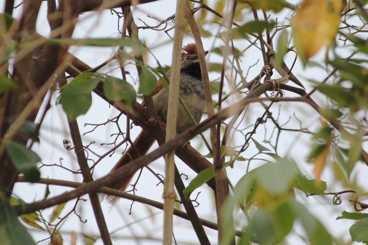 Sooty-fronted Spinetail - ML623555054