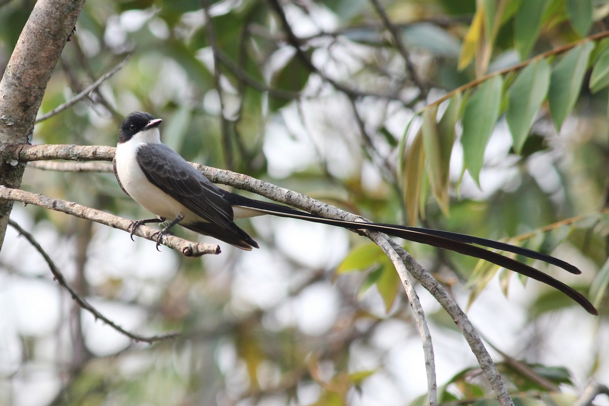 Fork-tailed Flycatcher - ML623555056