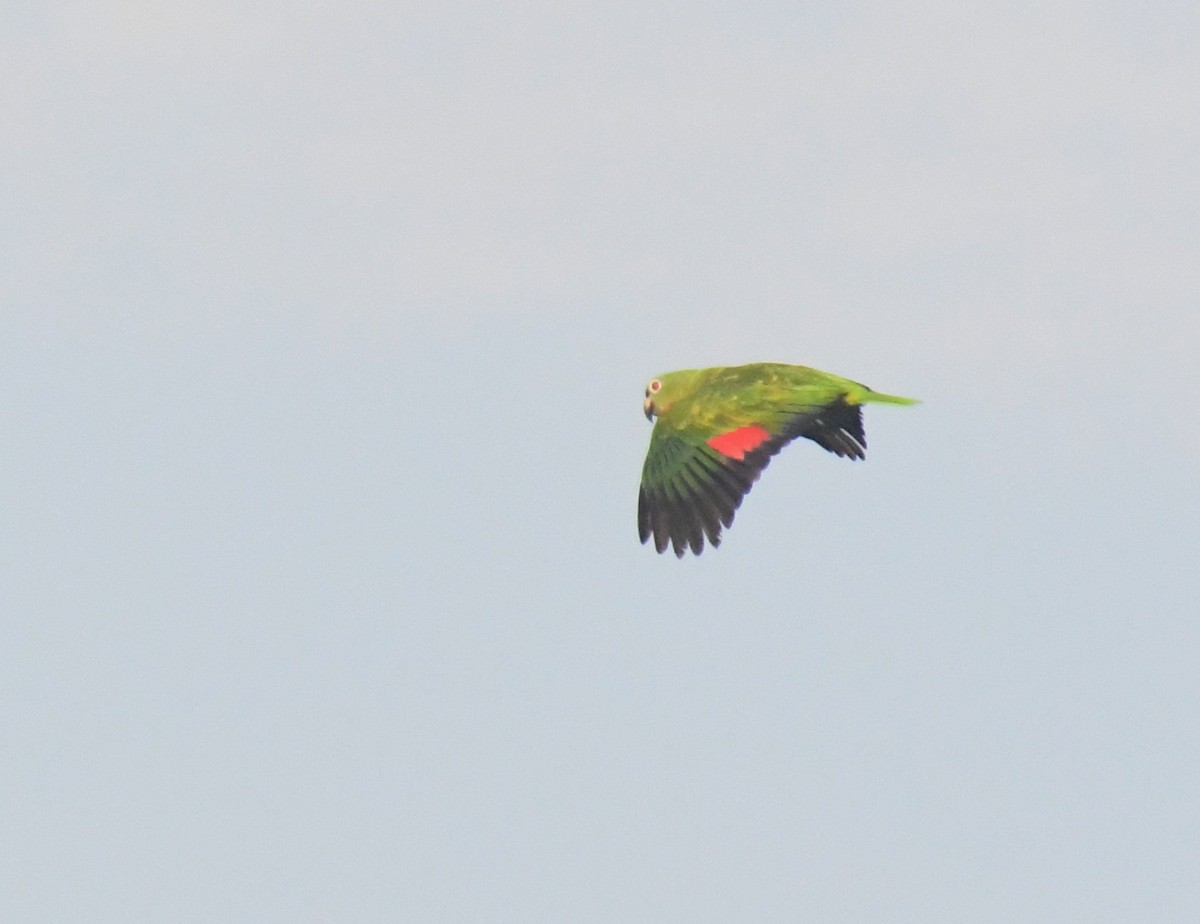 Yellow-crowned Parrot - ML623555059