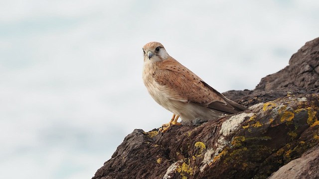 Nankeen Kestrel - ML623555068