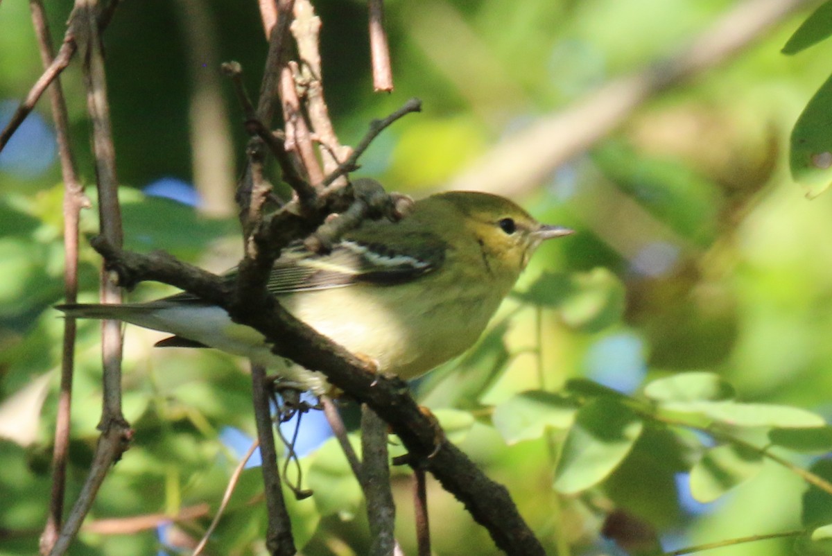 Blackpoll Warbler - ML623555105