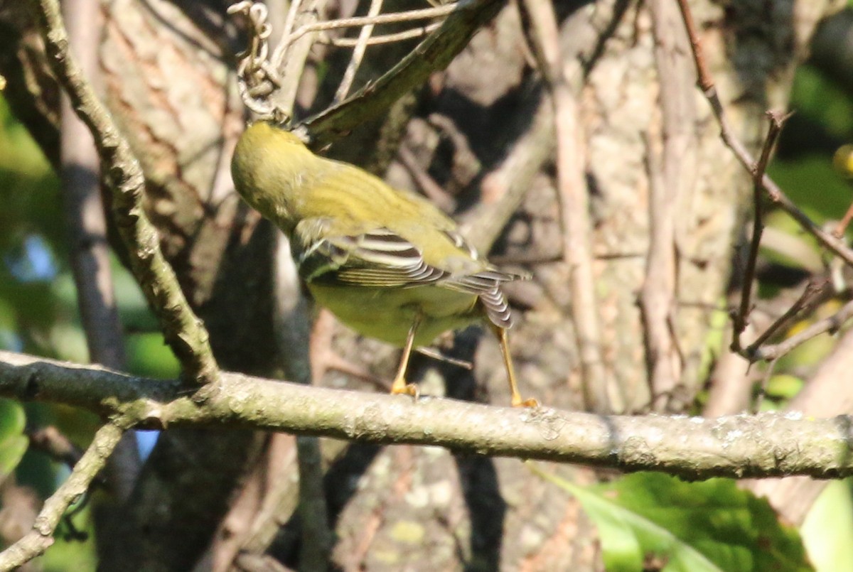 Blackpoll Warbler - ML623555107