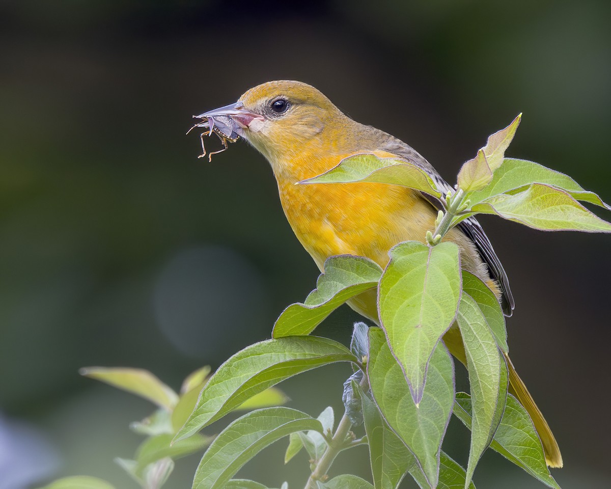 Baltimore Oriole - ML623555112