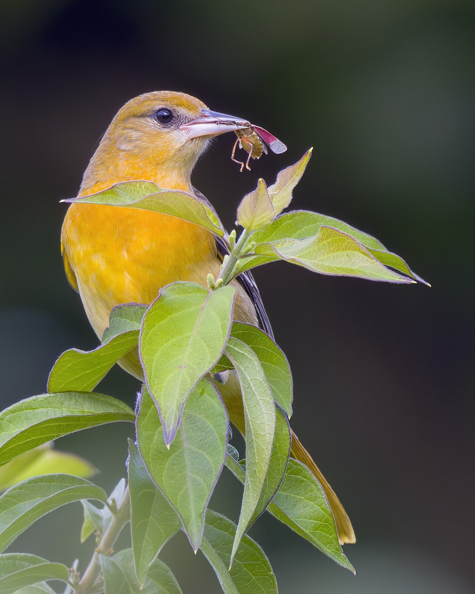 Baltimore Oriole - ML623555113