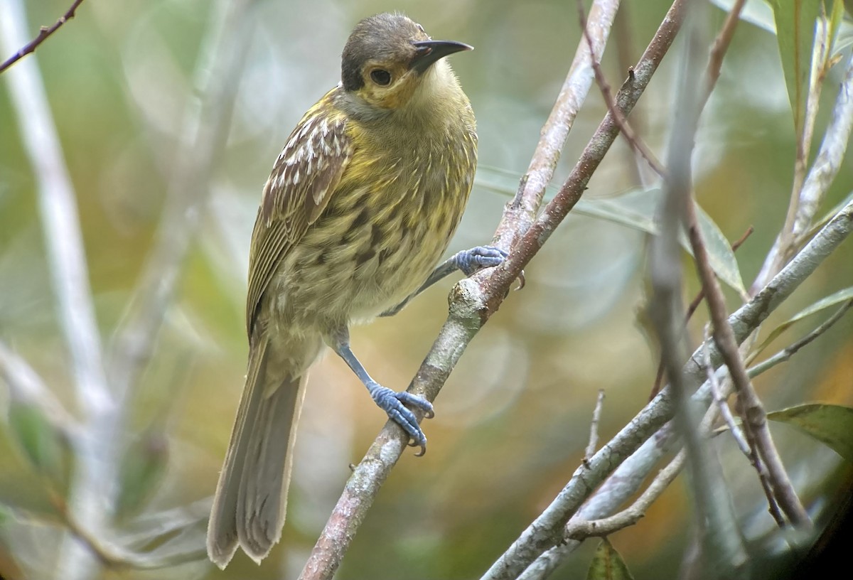 Macleay's Honeyeater - ML623555122