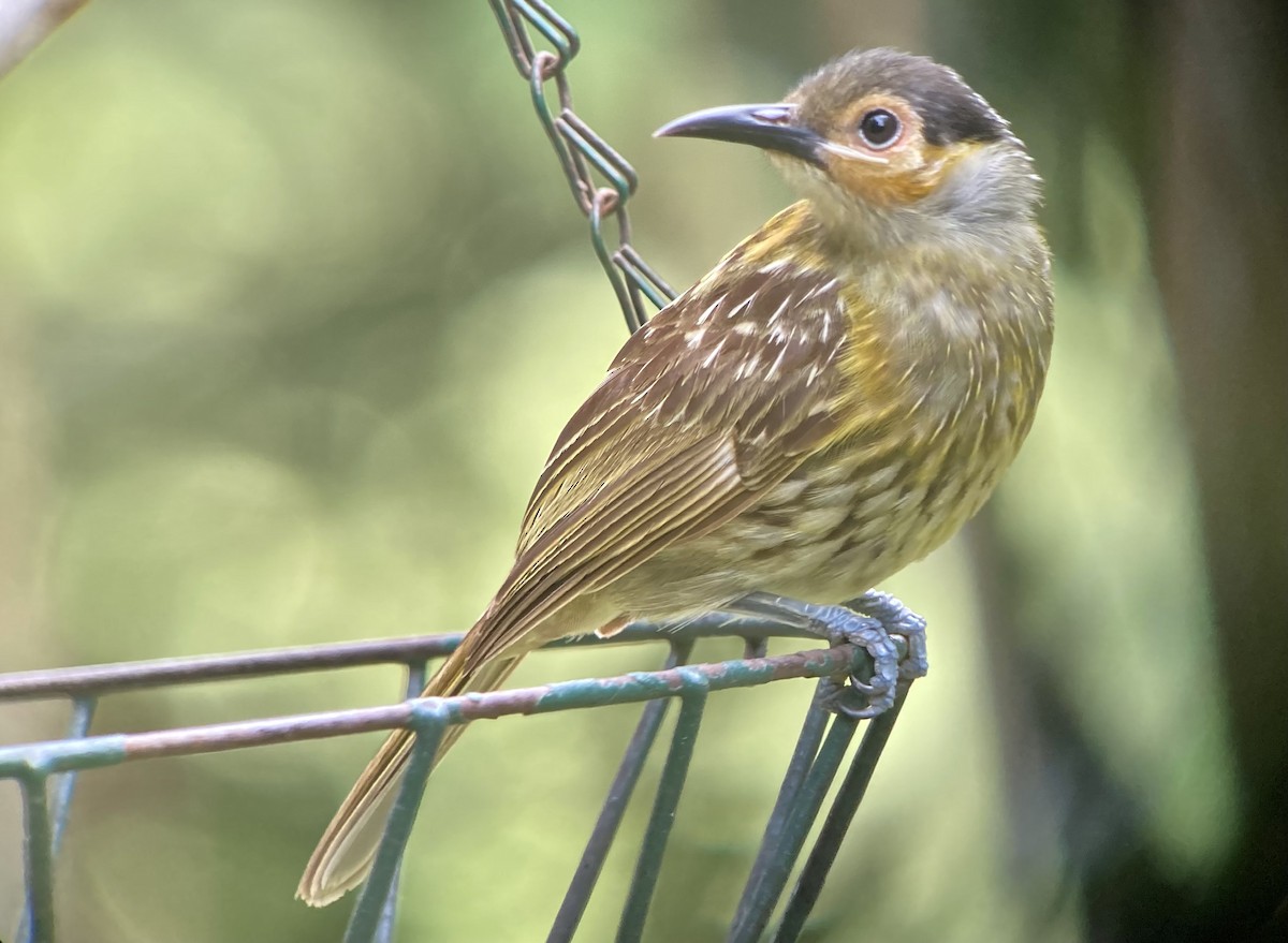 Macleay's Honeyeater - ML623555125