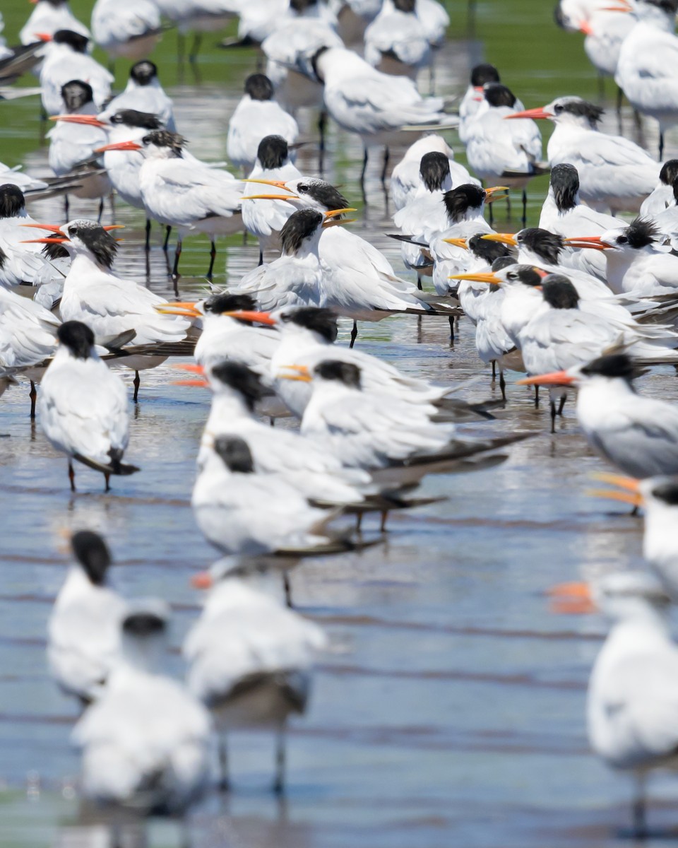 Elegant Tern - ML623555192