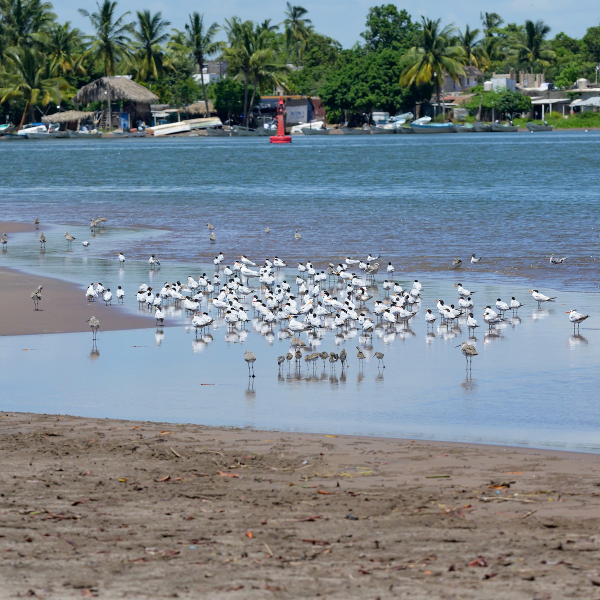 Elegant Tern - ML623555194