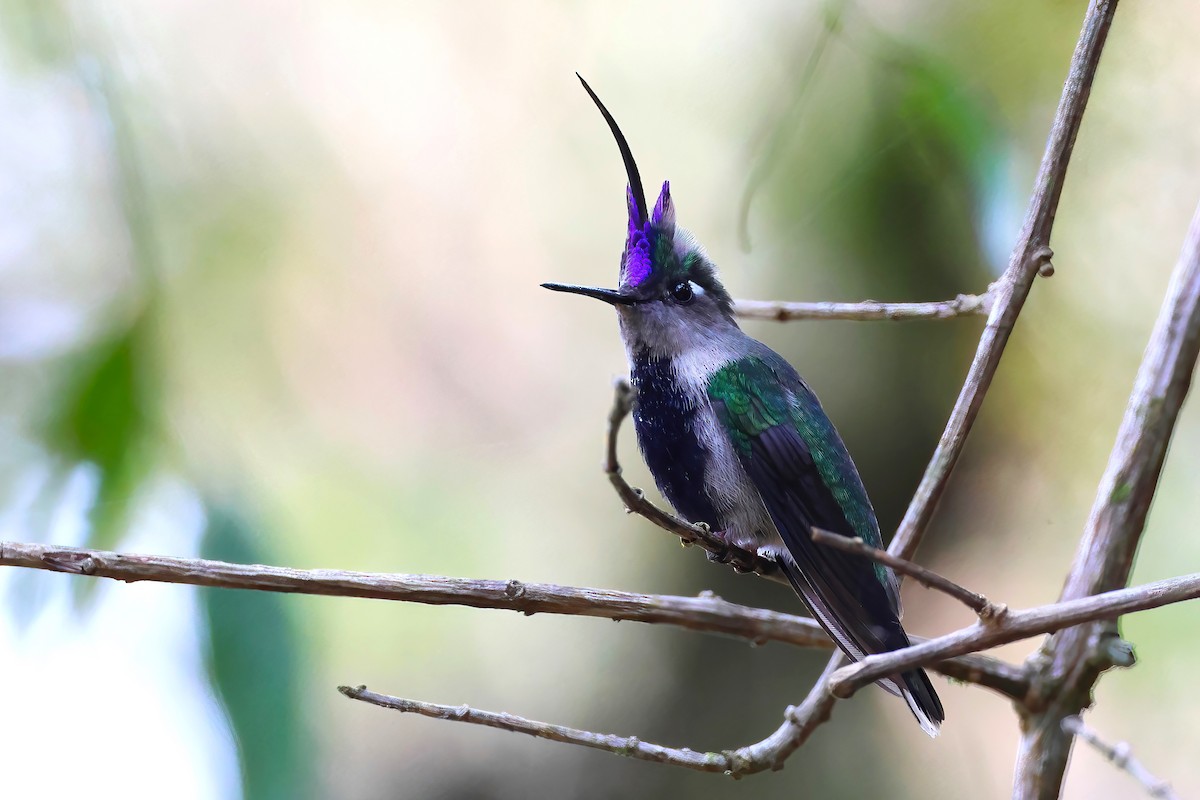 Colibri à huppe bleue - ML623555229