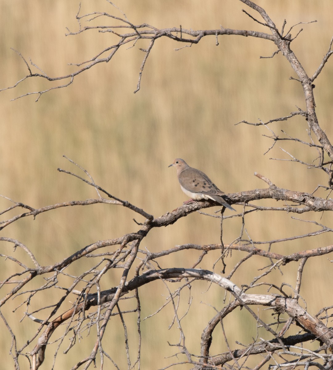 Mourning Dove - ML623555240