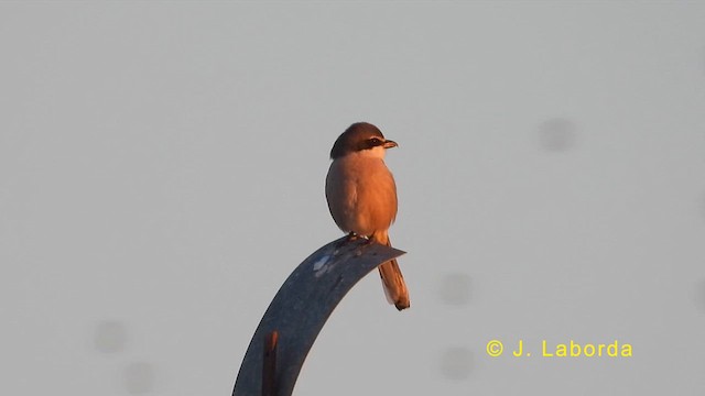 Iberian Gray Shrike - ML623555248