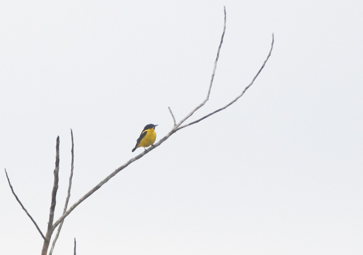 Yellow-bellied Dacnis - ML623555249