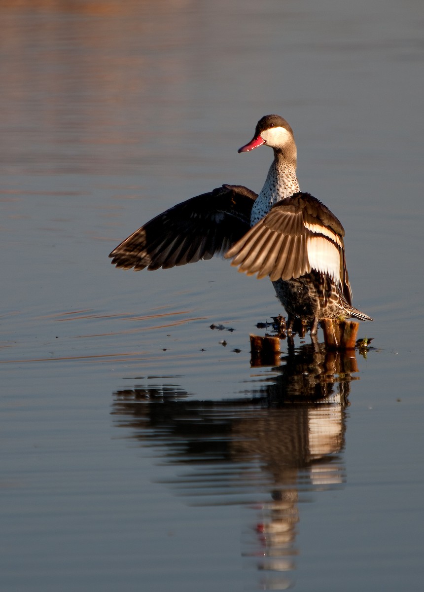 Red-billed Duck - ML623555253