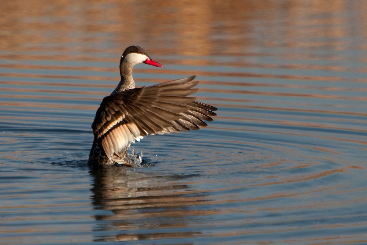 Red-billed Duck - ML623555254