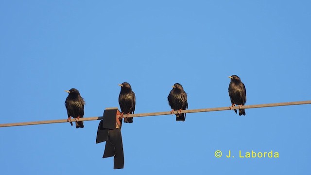 Spotless Starling - ML623555264