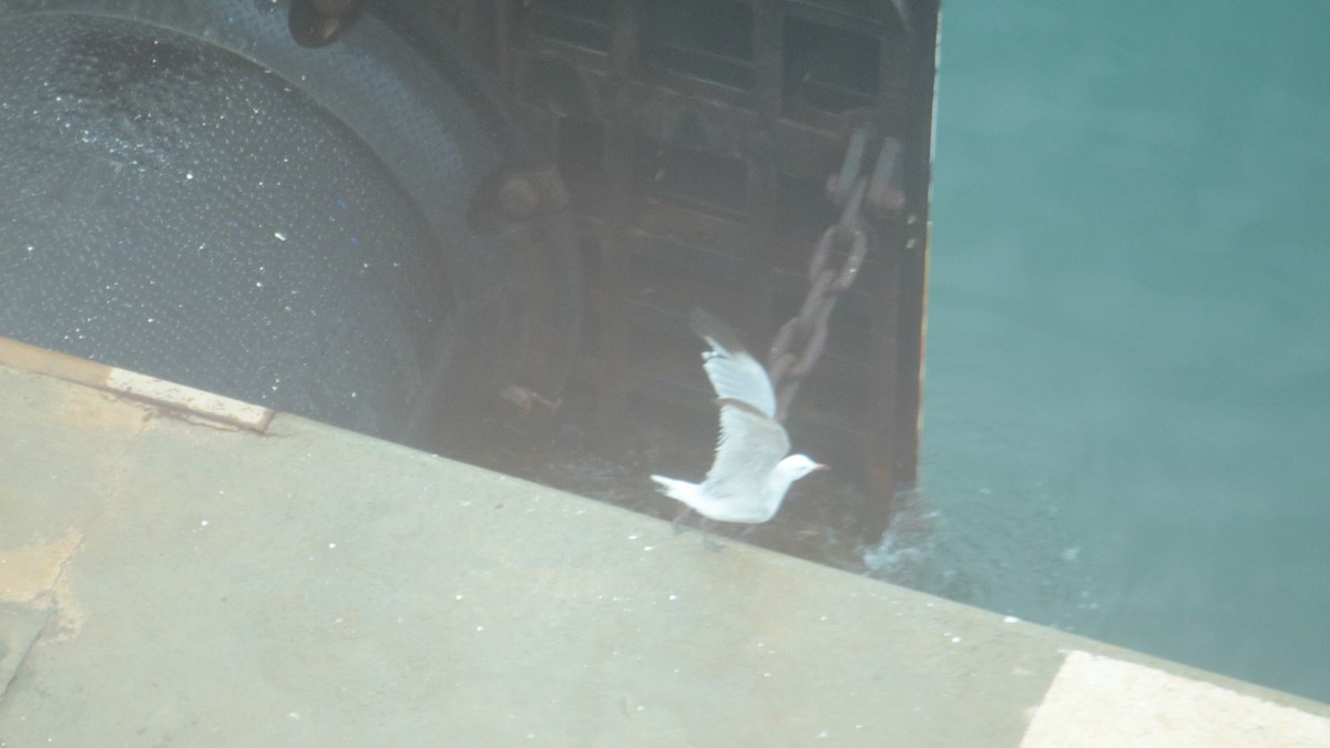 Audouin's Gull - John Loch