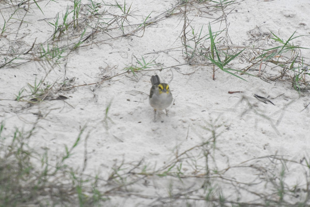 Yellow-browed Sparrow - Laurence Green