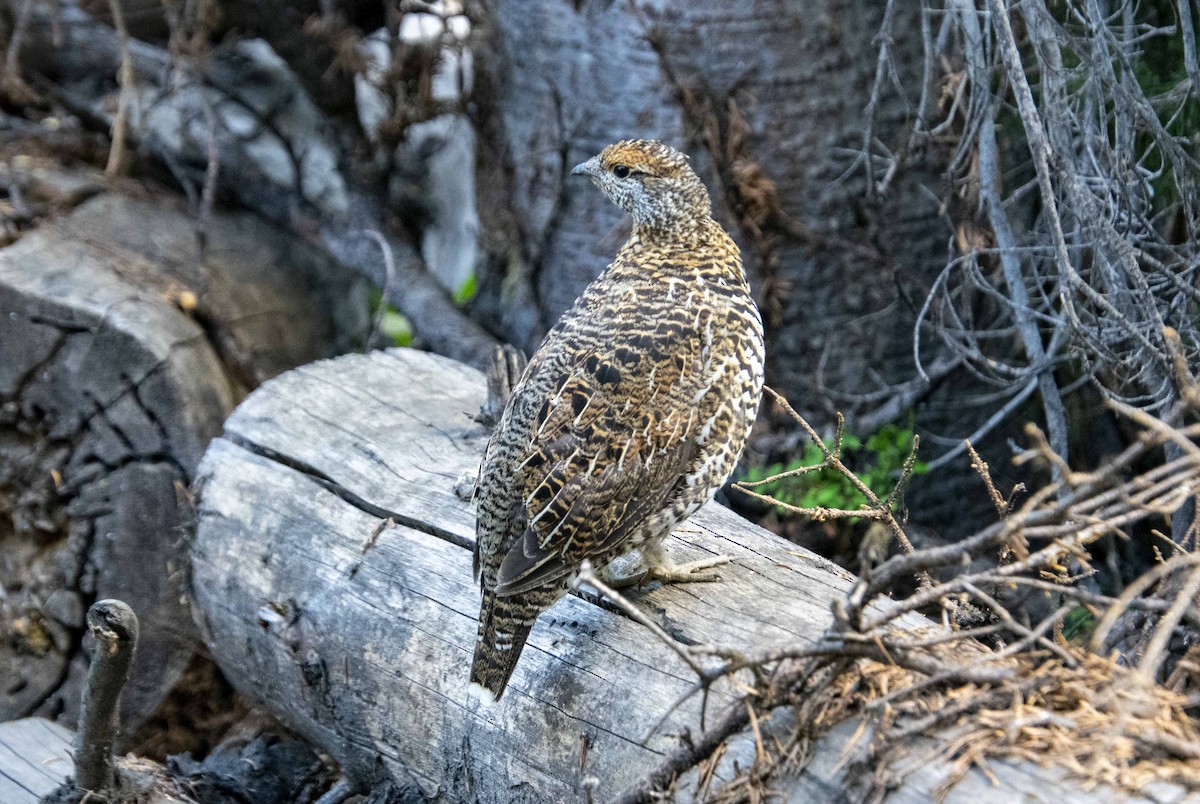 Dusky Grouse - Don Rose