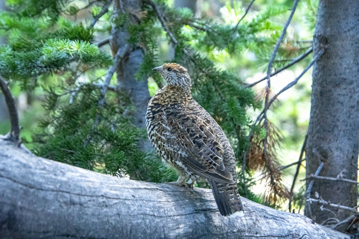 Dusky Grouse - Don Rose