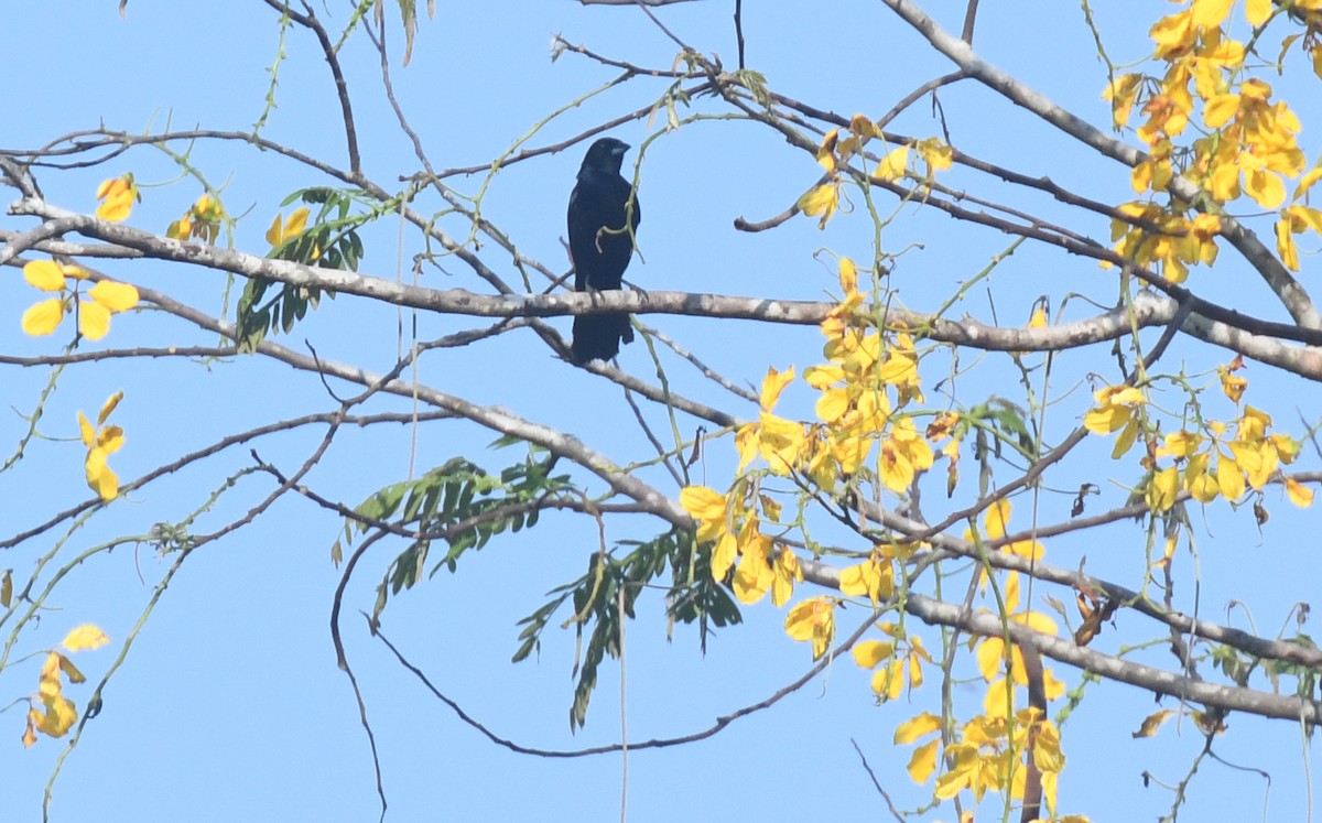 White-lined Tanager - ML623555415