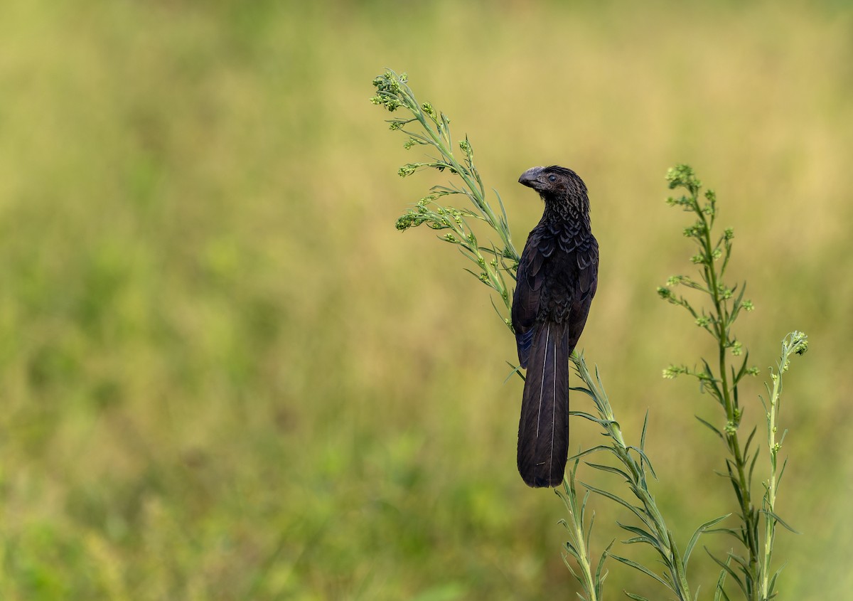 Smooth-billed Ani - ML623555461