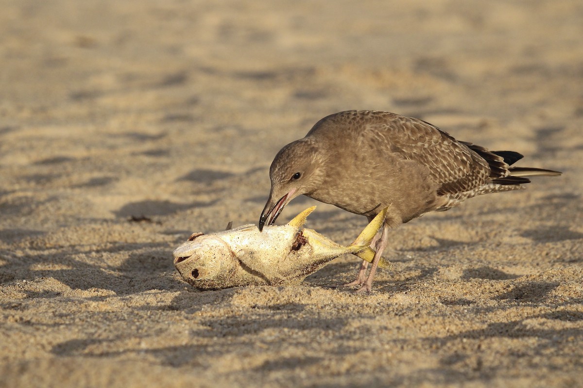 Herring Gull (American) - ML623555487