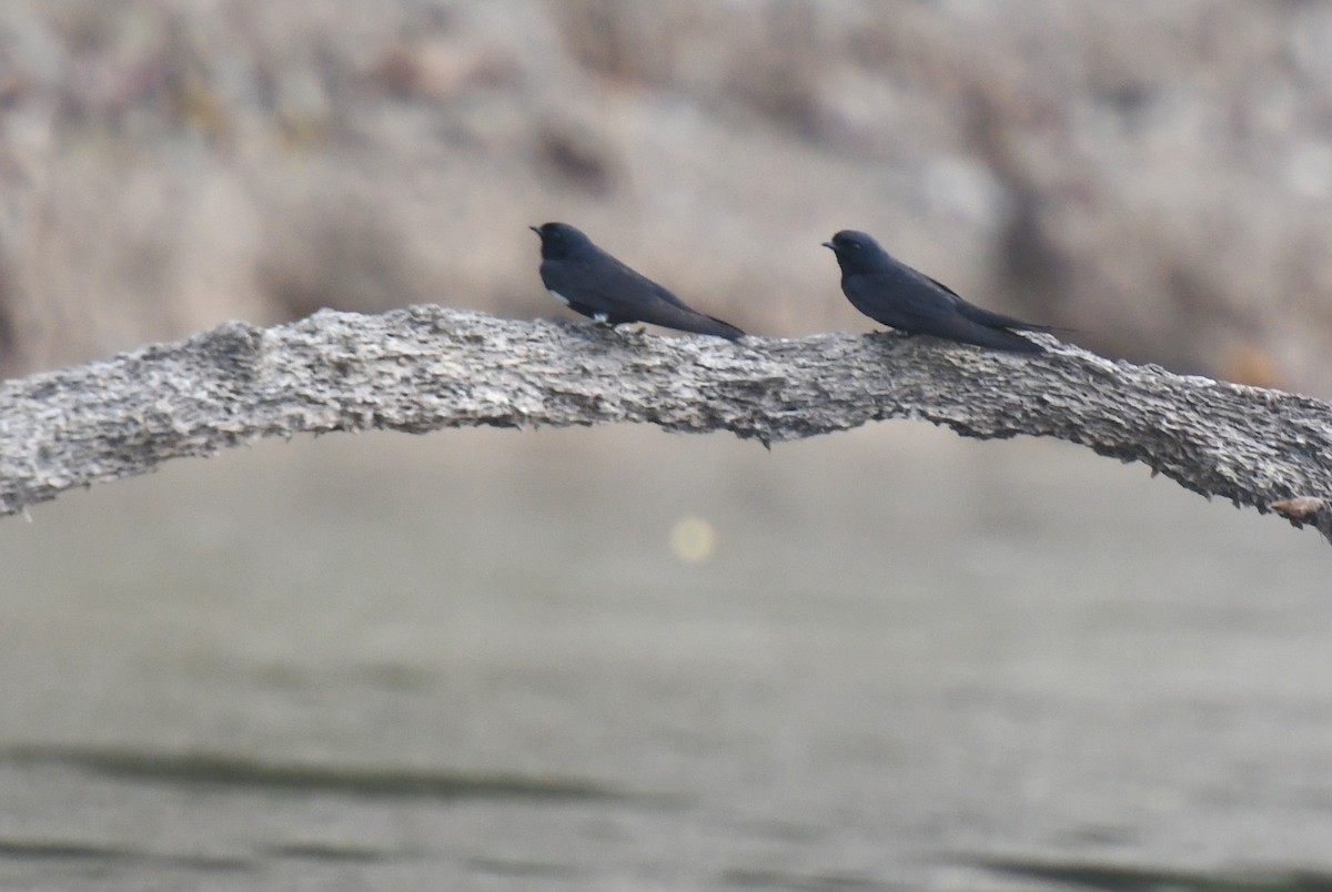 White-banded Swallow - ML623555500