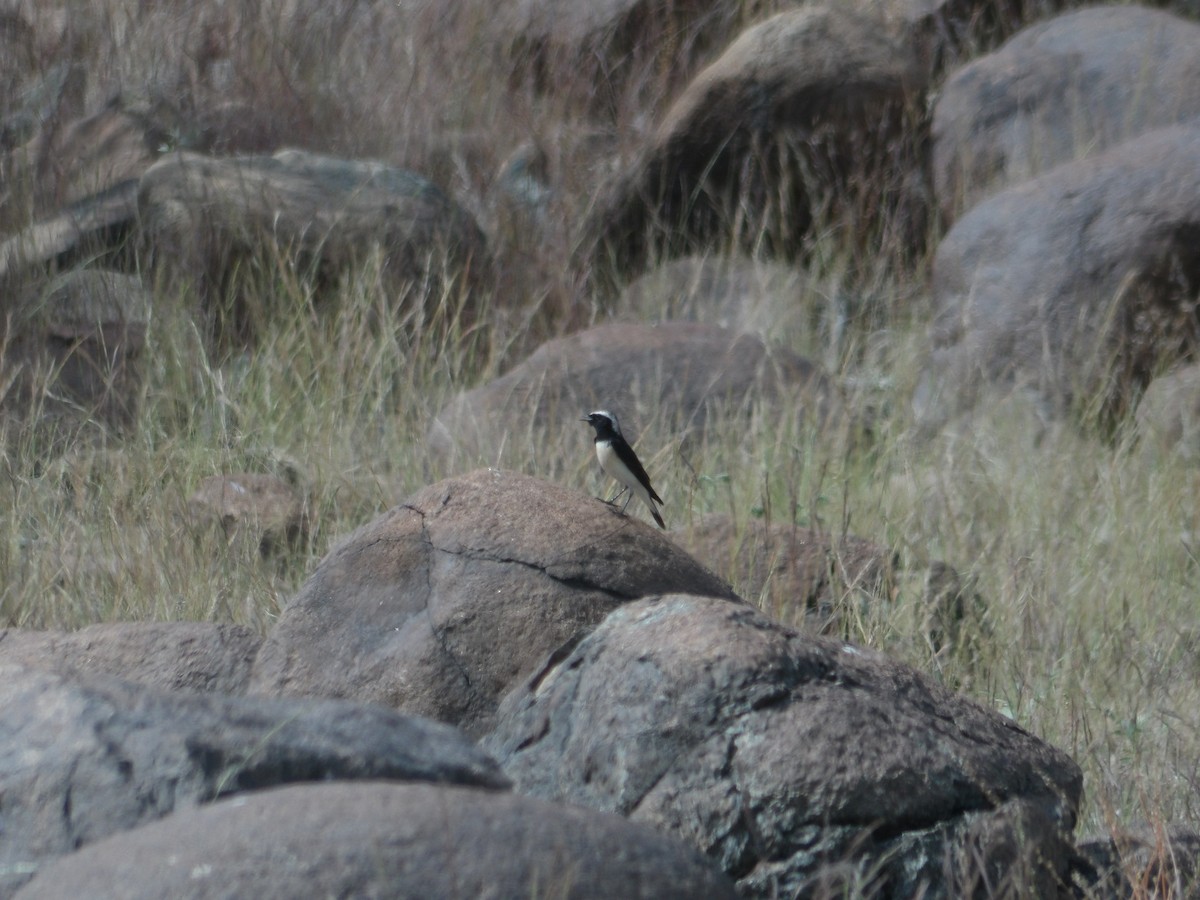 Pied Wheatear - ML623555510