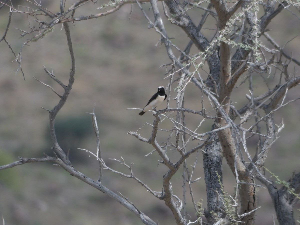 Pied Wheatear - ML623555511