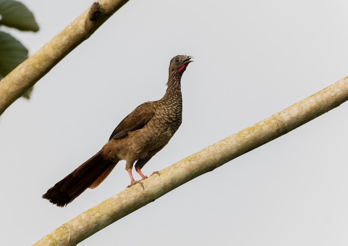 Speckled Chachalaca - ML623555553