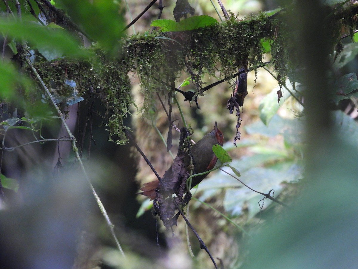 Red-faced Spinetail - ML623555554