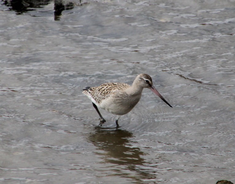 Bar-tailed Godwit - ML623555578