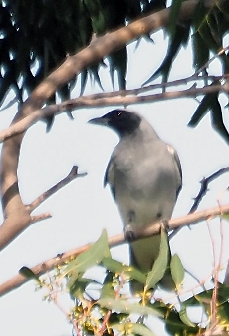 Black-faced Cuckooshrike - ML623555597