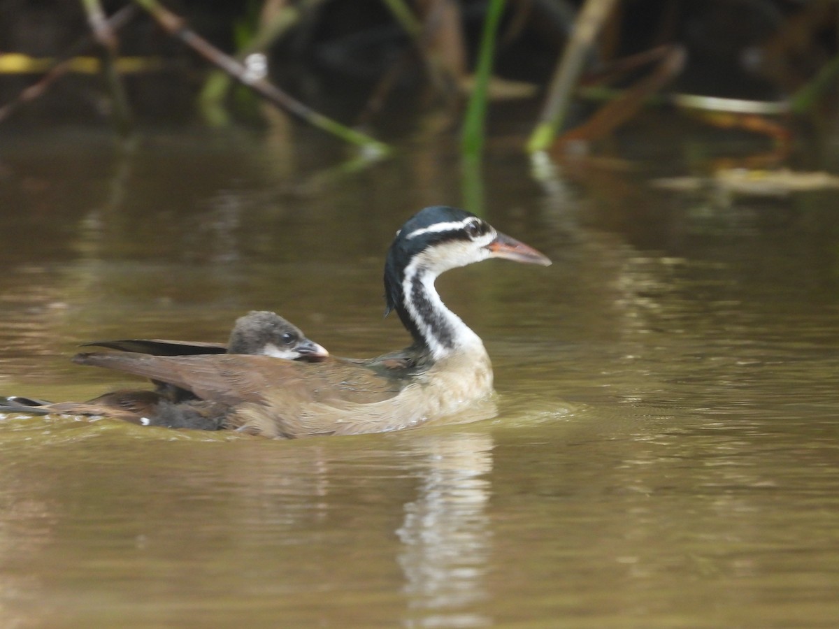 Sungrebe - ML623555617