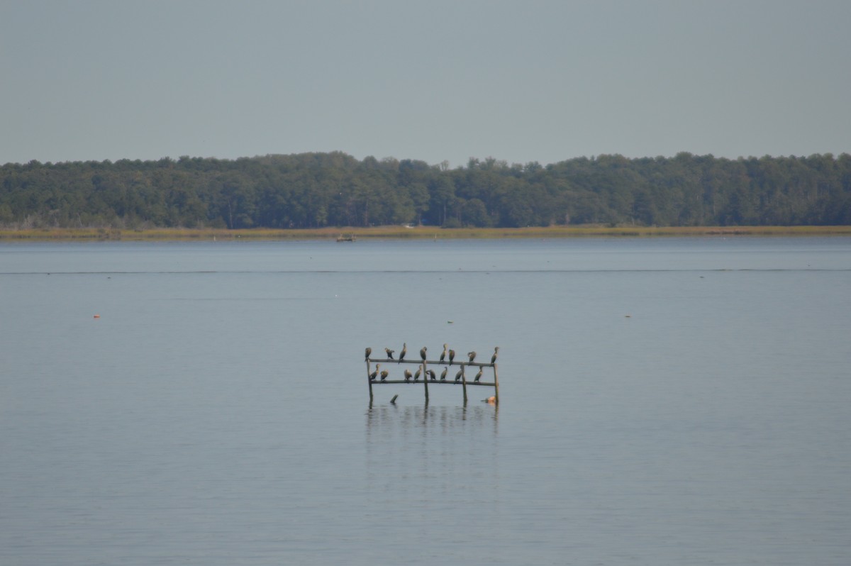 Double-crested Cormorant - ML623555618