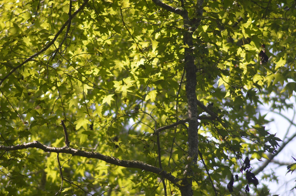 Carolina Chickadee - ML623555621