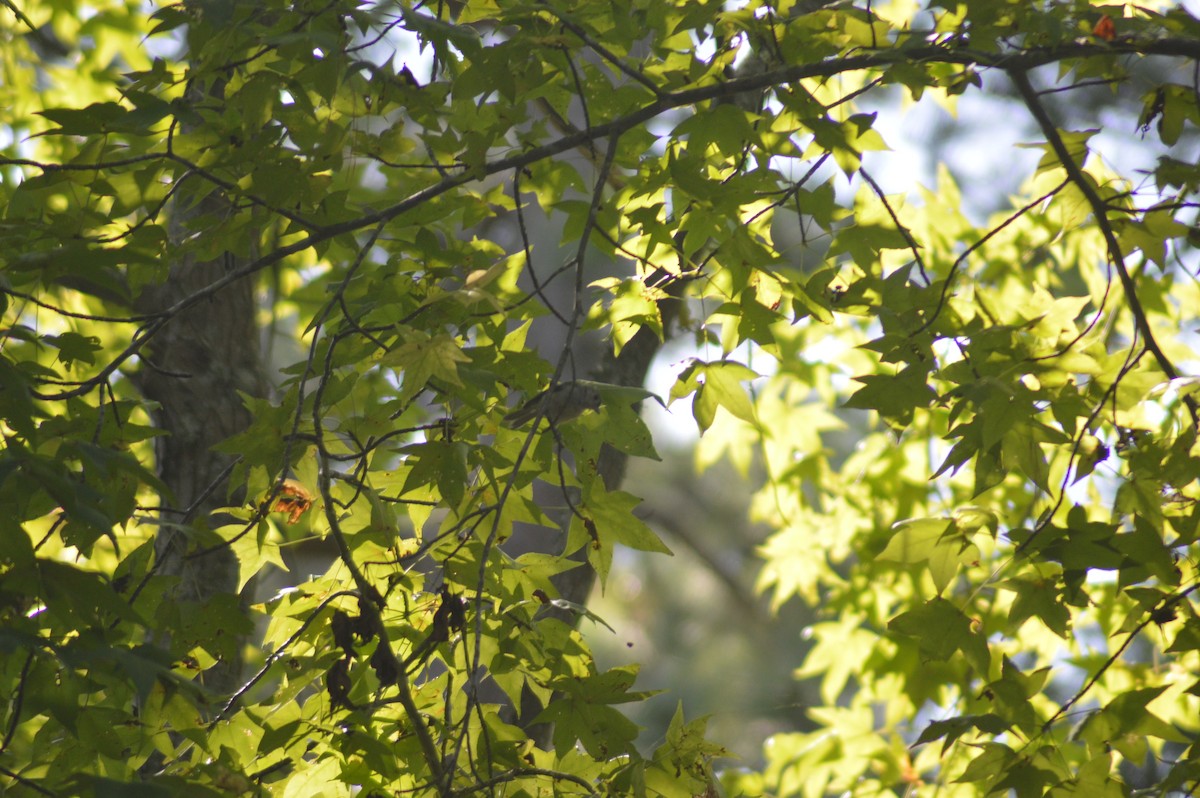 Tufted Titmouse - ML623555624