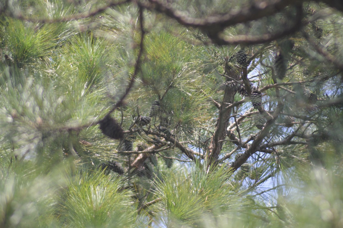 Brown-headed Nuthatch - ML623555628